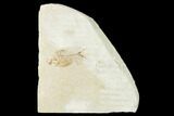 2.3" Fossil Fish (Diplomystus Birdi) & Shrimp - Hjoula, Lebanon - #162747-1